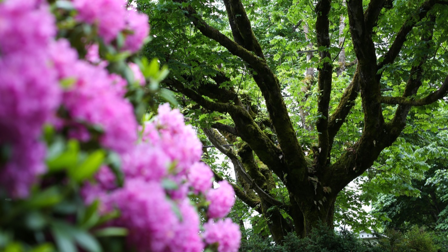 Mature tree canopy in spring with rhododendron blooms in foreground